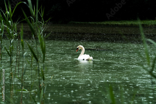 Fototapeta Naklejka Na Ścianę i Meble -  Swan in a lake