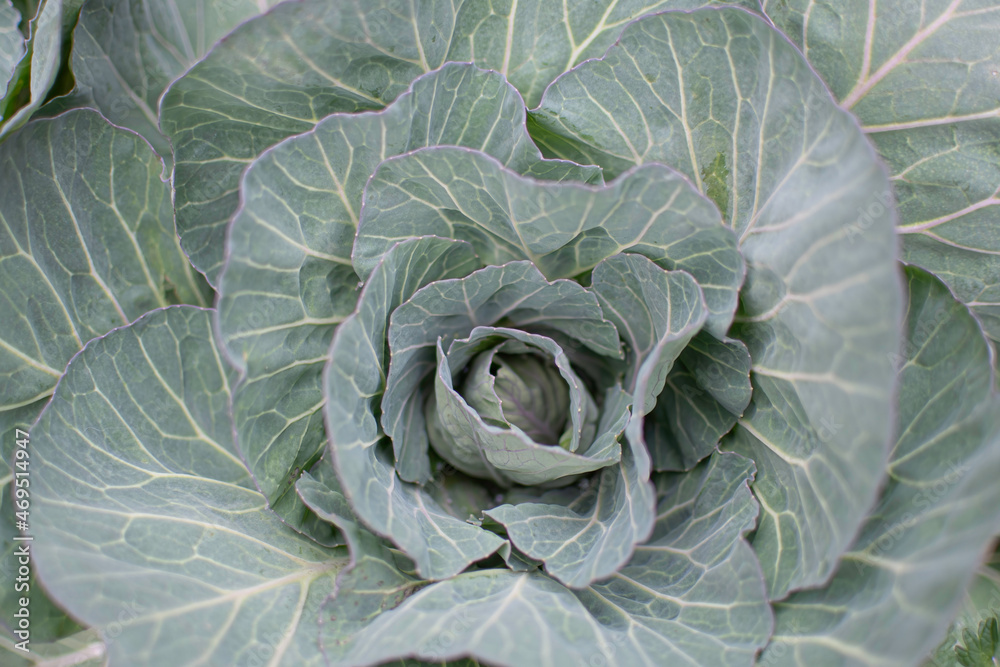 Obraz premium Cabbage background