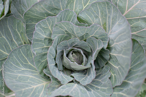 Cabbage background