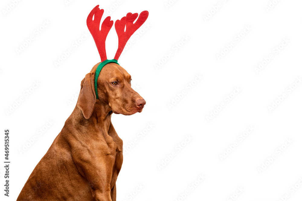 Dog Christmas Background. Vizsla wearing xmas reindeer antlers studio portrait on white background.