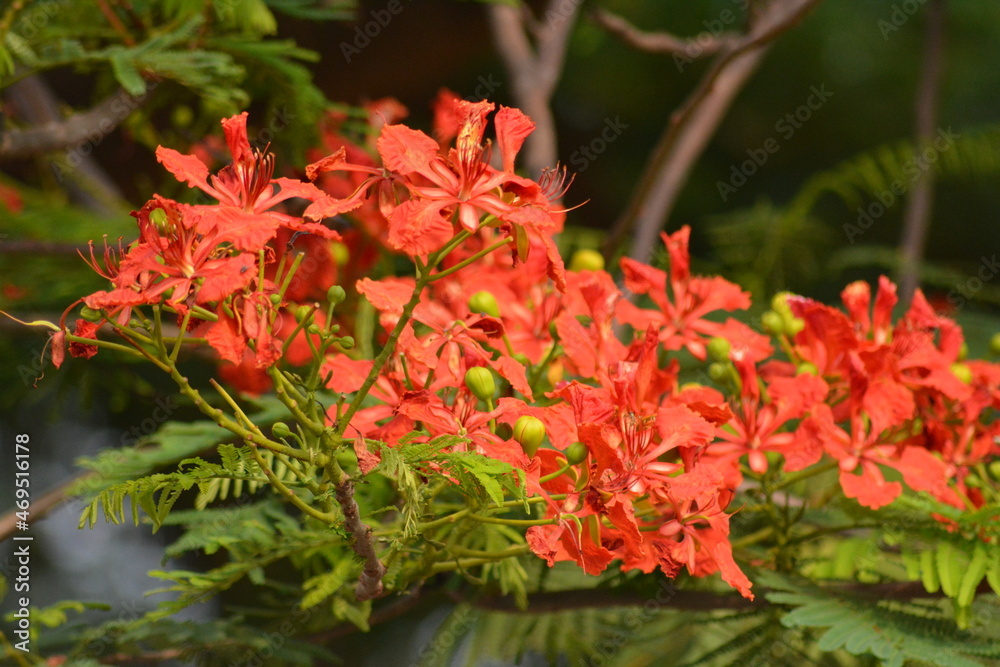 Delonix regia is a species of flowering plant in the bean family Fabaceae, subfamily Caesalpinioideae native to Madagascar. In many tropical parts of the world it is grown as an ornamental tree Delonix regia is a species of flowering plant in the bean family Fabaceae, subfamily Caesalpinioideae native to Madagascar. In many tropical parts of the world it is grown as an ornamental tree