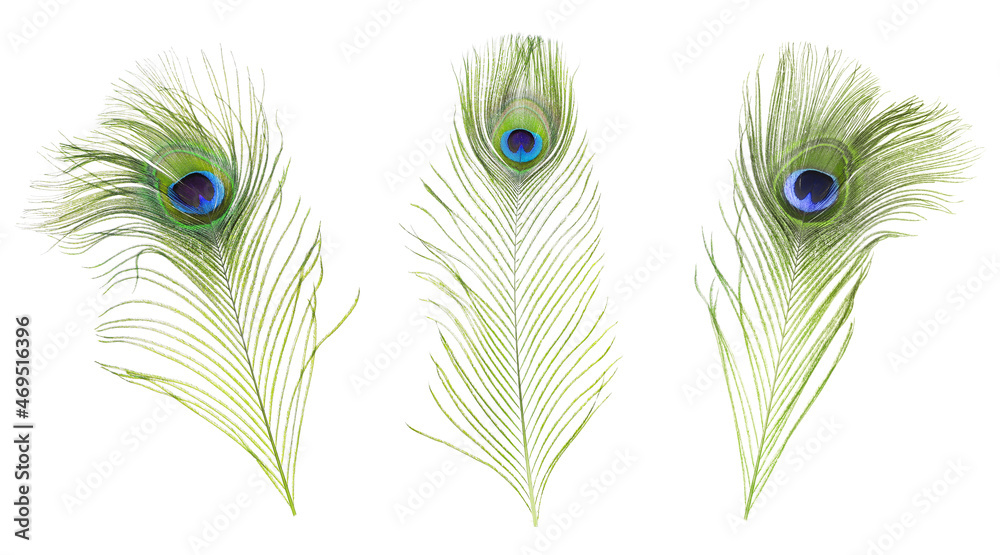 Fototapeta premium Beautiful bright peacock feathers on white background, collage