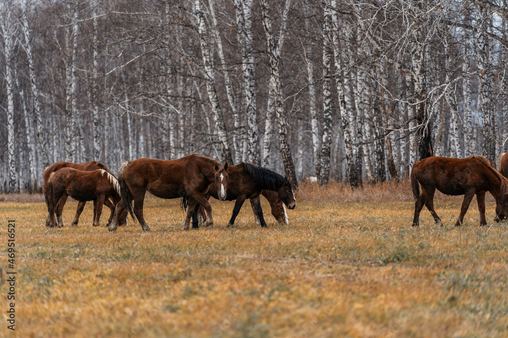 Fototapeta premium A herd of horses grazes on a large field. Autumn grazing of horses against the background of birch forest