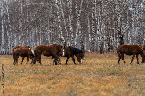 A herd of horses grazes on a large field. Autumn grazing of horses against the background of birch forest