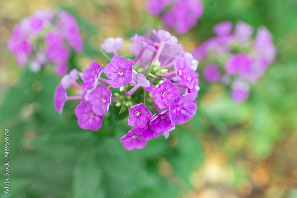 Garden phlox (Phlox paniculata), vivid summer flowers. Blooming branches of phlox in the garden on a sunny day. Soft blurred selective focus. Garden phlox (Phlox paniculata), vivid summer flowers. Blooming branches of phlox in the garden on a sunny day. Soft blurred selective focus.