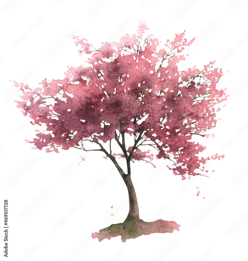 A blossoming sakura tree (cherry tree) hand drawn in watercolor isolated on a white background. Watercolor illustration.