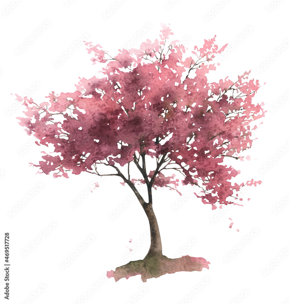 Obraz premium A blossoming sakura tree (cherry tree) hand drawn in watercolor isolated on a white background. Watercolor illustration.