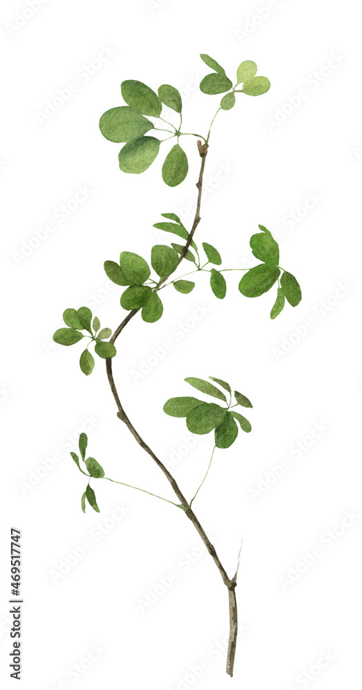 Winding branch with green leaves hand drawn in watercolor isolated on a white background. Watercolor illustration. Floral element Winding branch with green leaves hand drawn in watercolor isolated on a white background. Watercolor illustration. Floral element