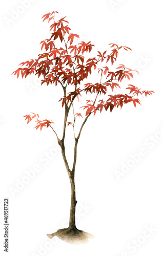 Fényképezés Red japanese maple tree hand drawn in watercolor isolated on a white background