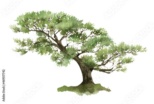 Winding pine tree hand drawn in watercolor isolated on a white background. Watercolor illustration.