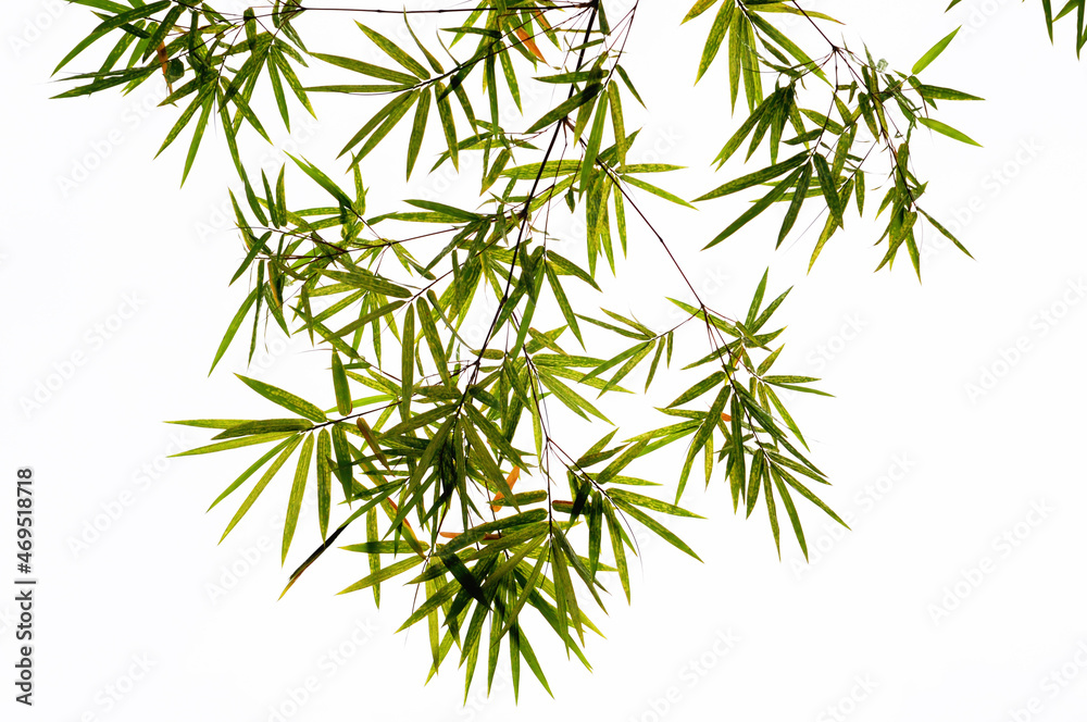 Naklejka premium bamboo leaves isolated on white background
