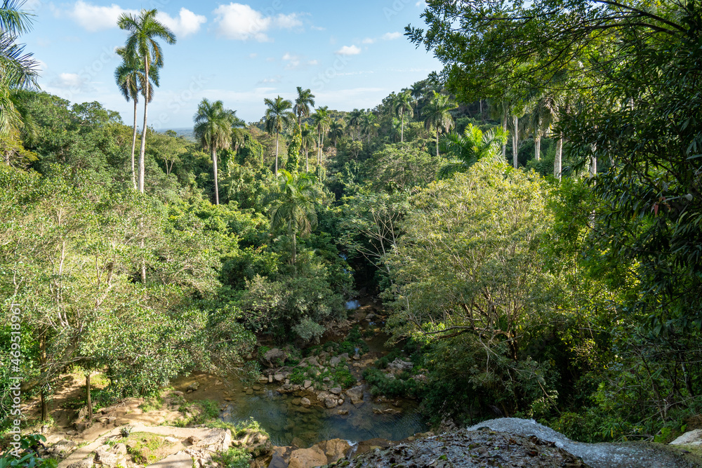 Dense tropical forest in Cuba with a variety of plants and trees, showcasing the island’s rich biodiversity and natural beauty Dense tropical forest in Cuba with a variety of plants and trees, showcasing the island’s rich biodiversity and natural beauty
