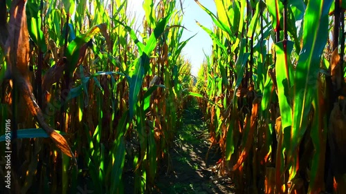 Walking through a cornfield in a autumn sunny day.