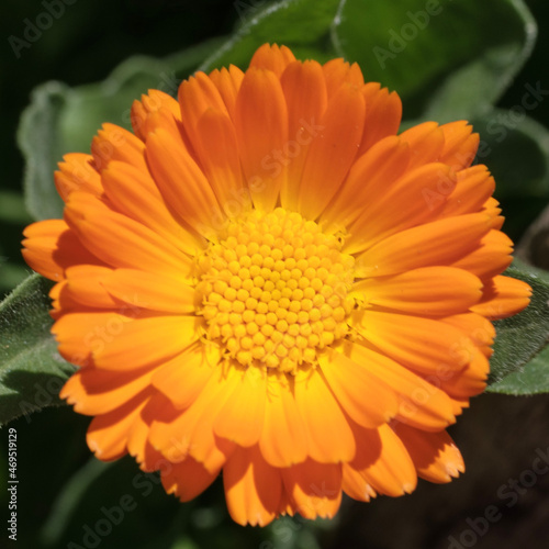 orange flower of calendula