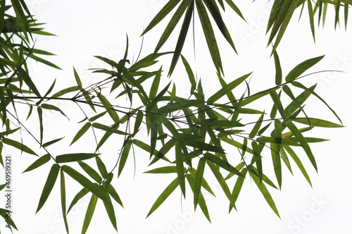 bamboo leaves isolated on white