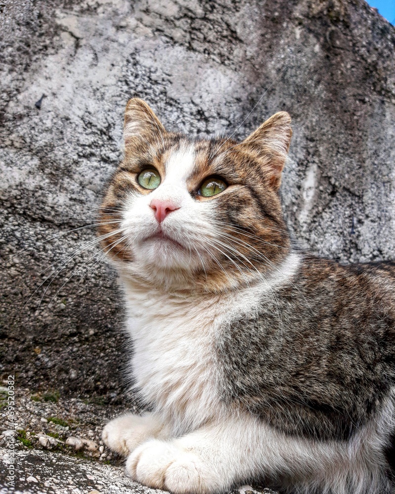 portrait of a cat