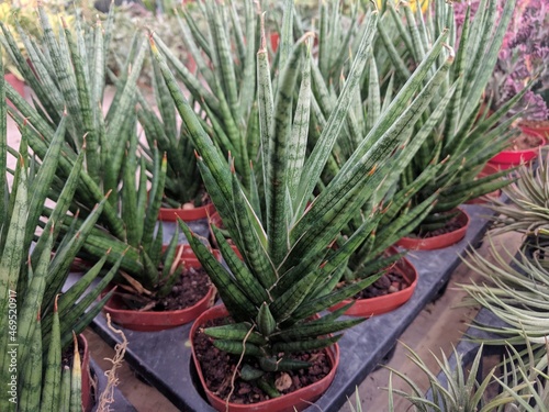 Cylindrical greenish gray leaves of Sansevieria Francisii
