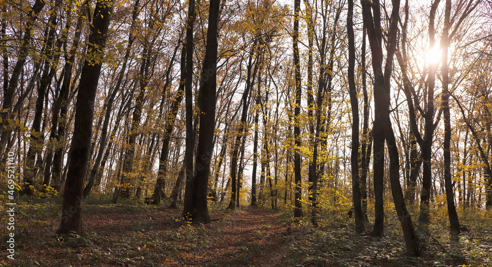 The sun sets behind the forest, through the foliage and tree branches ..