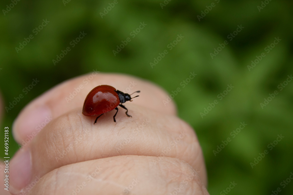 ladybug on a leaf ladybug on a leaf