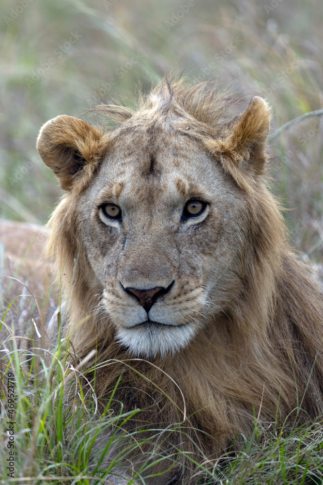 Young male lion (Panthera leo) in savanna, Masai Mara National Park, Kenya, East Africa Young male lion (Panthera leo) in savanna, Masai Mara National Park, Kenya, East Africa