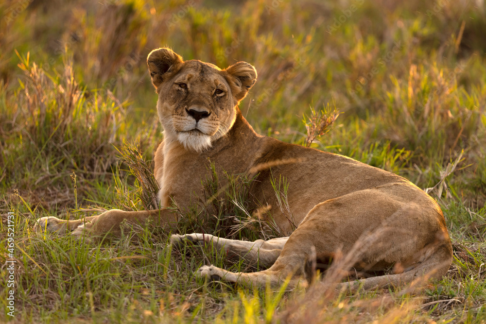 Lioness (Panthera leo) in savanna, Masai Mara National Park, Kenya, East Africa Lioness (Panthera leo) in savanna, Masai Mara National Park, Kenya, East Africa