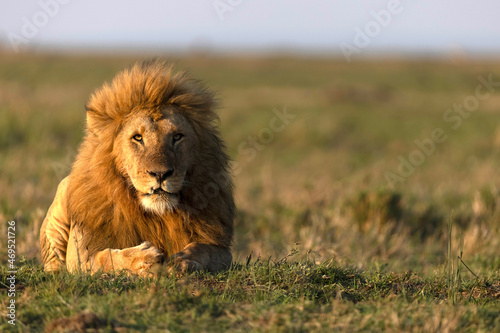 Male lion (Panthera leo) in savanna, Masai Mara National Reserve, Kenya, East Africa photo