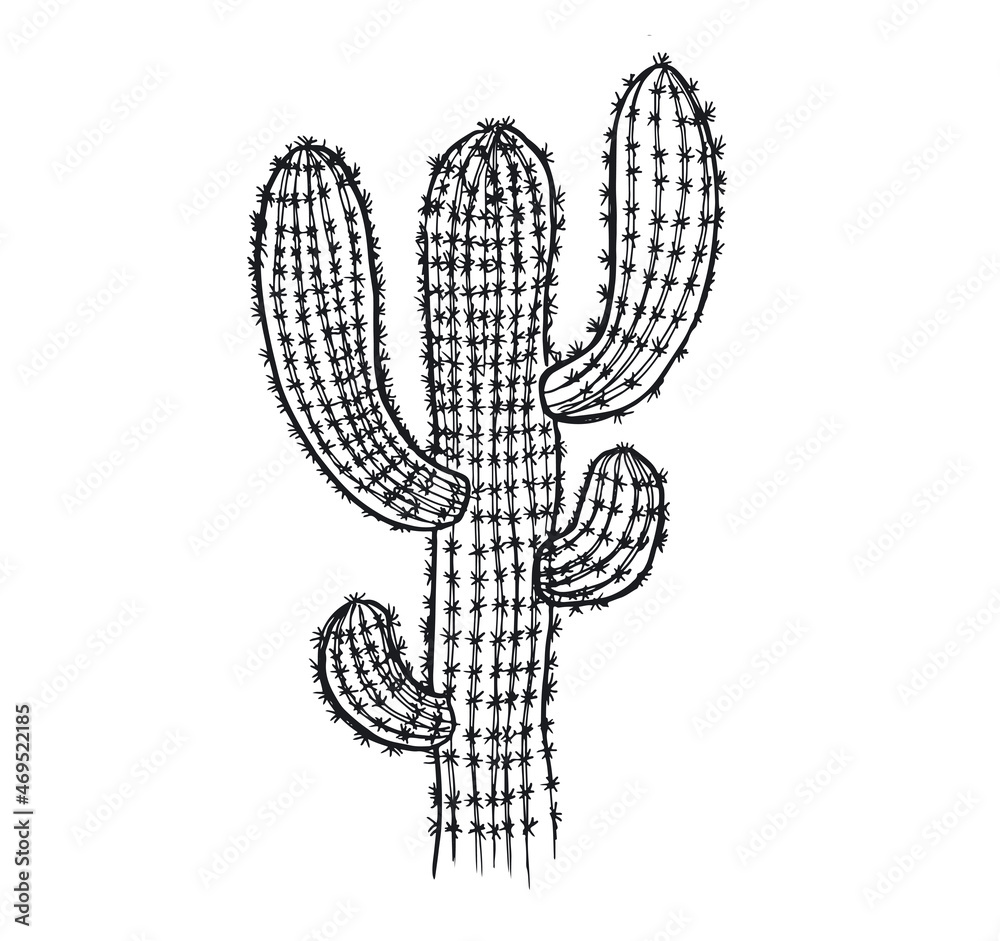 Cactus hand drawn illustration, vector.