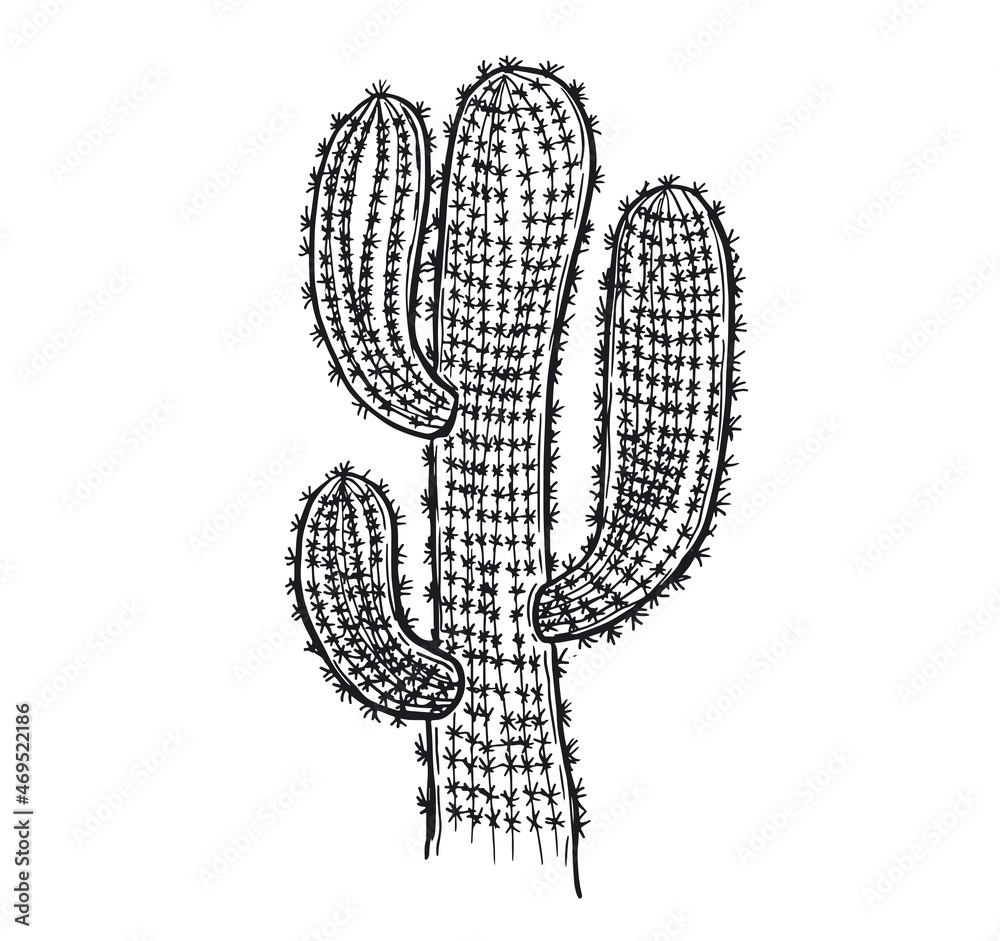 Cactus hand drawn illustration, vector. Cactus hand drawn illustration, vector.
