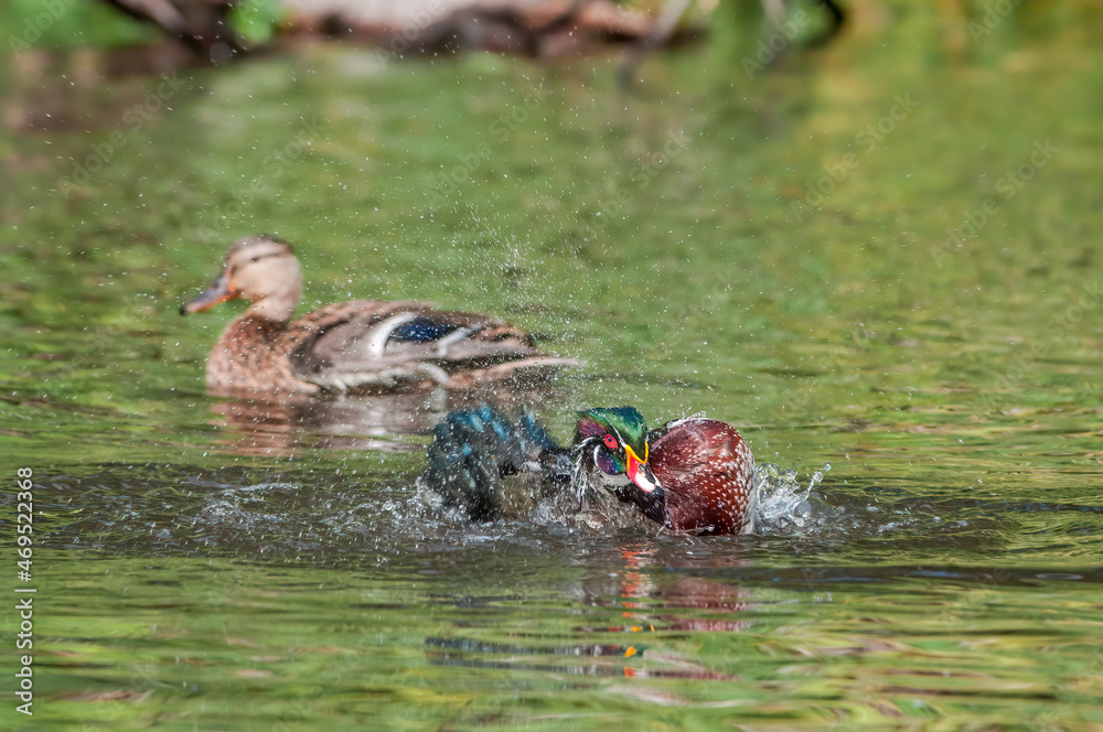 Wood Duck (Aix sponsa) drake in Los Angeles County arboretum, Los Angeles, California, USA Wood Duck (Aix sponsa) drake in Los Angeles County arboretum, Los Angeles, California, USA