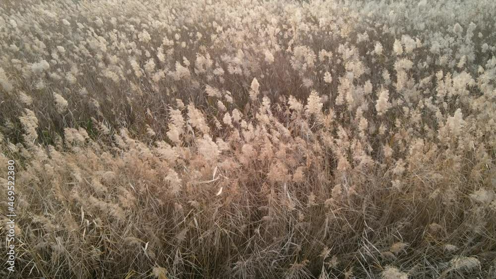Dry pampas grass close-up, natural textures and background.
