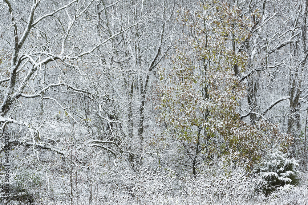 Obraz premium Autumn landscape of snow flocked forest, Yankee Springs State Park, Michigan, USA