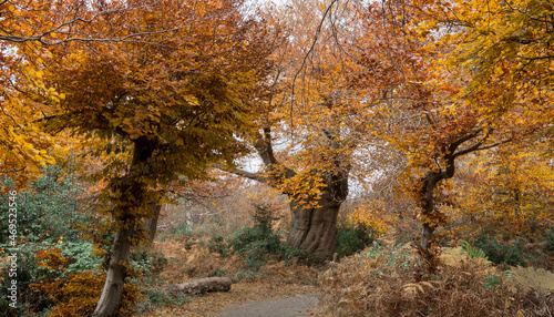 Fototapeta Naklejka Na Ścianę i Meble -  Beautiful ancient trees in their autumn colours, Burnham beeches, Buckinghamshire, UK