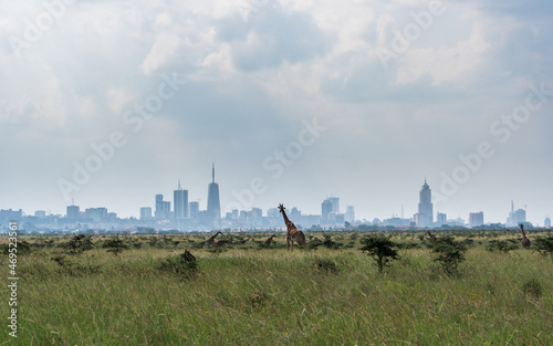 Giraffes with Nairobi’s skyline in the background, a unique view from Nairobi National Park. 