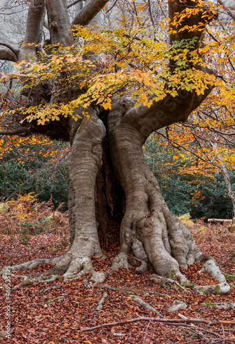 Old hollow Beech tree, Burnham beeches, Buckinghamshire, UK photo
