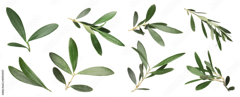Set with fresh green olive leaves on white background. Banner design - obrazy, fototapety, plakaty 