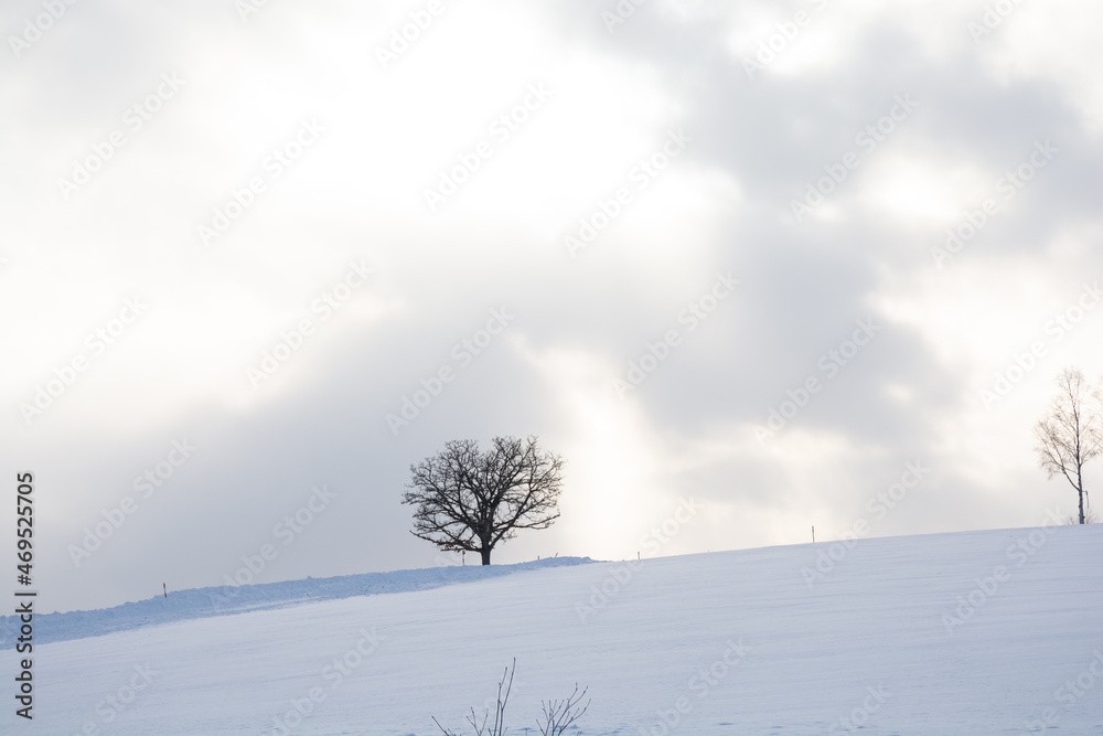 雪の丘の上の冬木立
