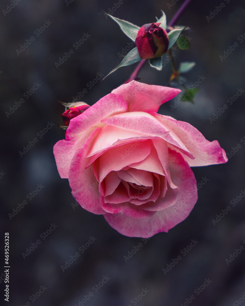 Bright large pink rose close-up. Macro, toning. Bright large pink rose close-up. Macro, toning.
