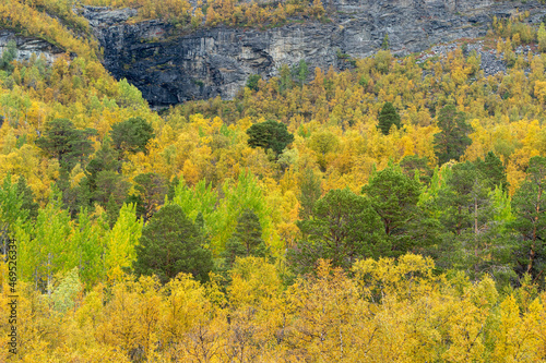 Close-up view of lush autumn foliage and rocky cliffs in the Swedish Lapland near Kebnekaise. 