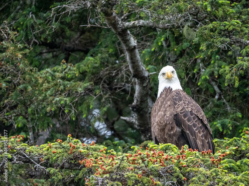 An adult bald eagle (Haliaeetus leucocephalus), in the Inian Islands, Southeast Alaska photo