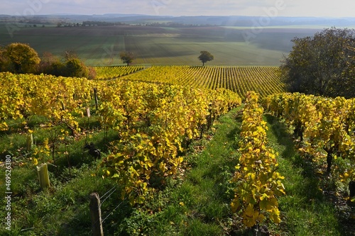 Autumn landscape of golden leaved vines photo