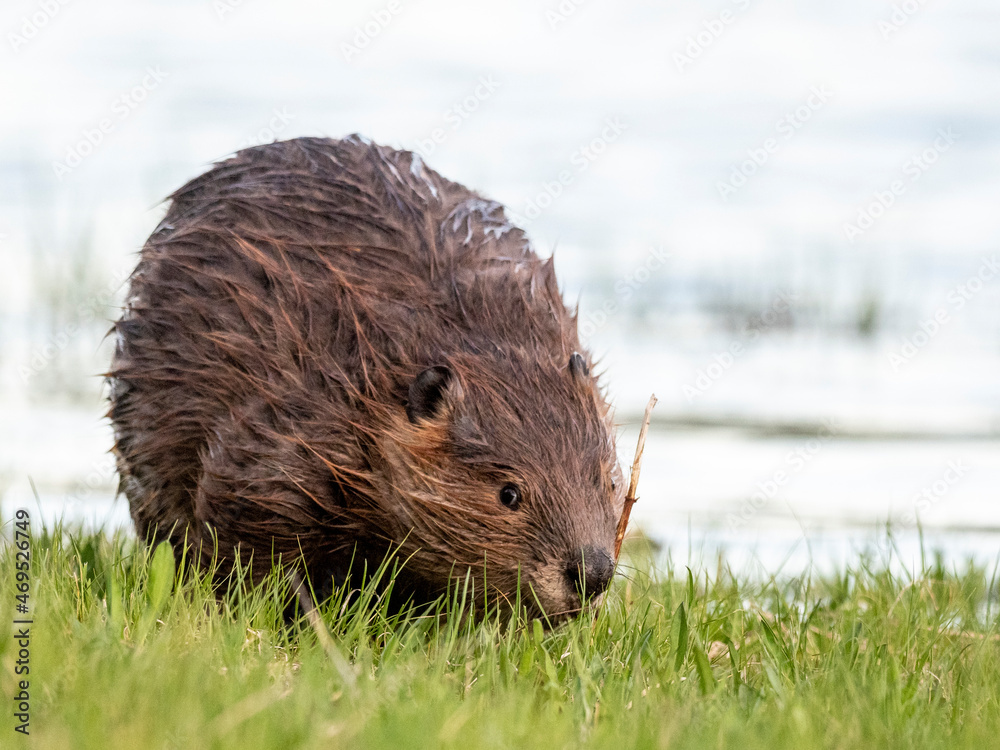 An adult North American beaver (Castor canadensis) along the shore in Grand Teton National Park An adult North American beaver (Castor canadensis) along the shore in Grand Teton National Park