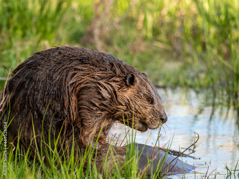 An adult North American beaver (Castor canadensis) along the shore in Grand Teton National Park An adult North American beaver (Castor canadensis) along the shore in Grand Teton National Park