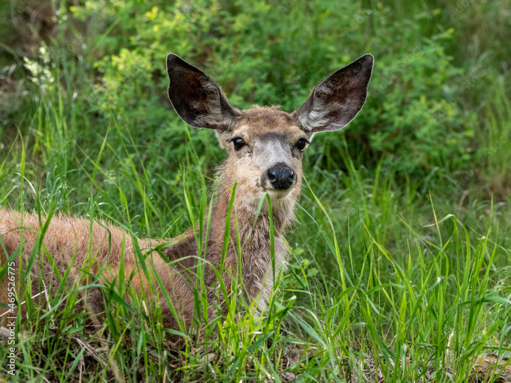 A young mule deer (Odocoileus hemionus) resting on a hillside in Yellowstone National Park A young mule deer (Odocoileus hemionus) resting on a hillside in Yellowstone National Park