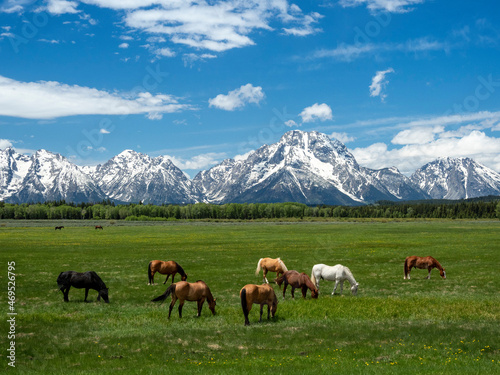 Adult horses (Equus ferus caballus), grazing at the foot of the Grand Teton Mountains photo