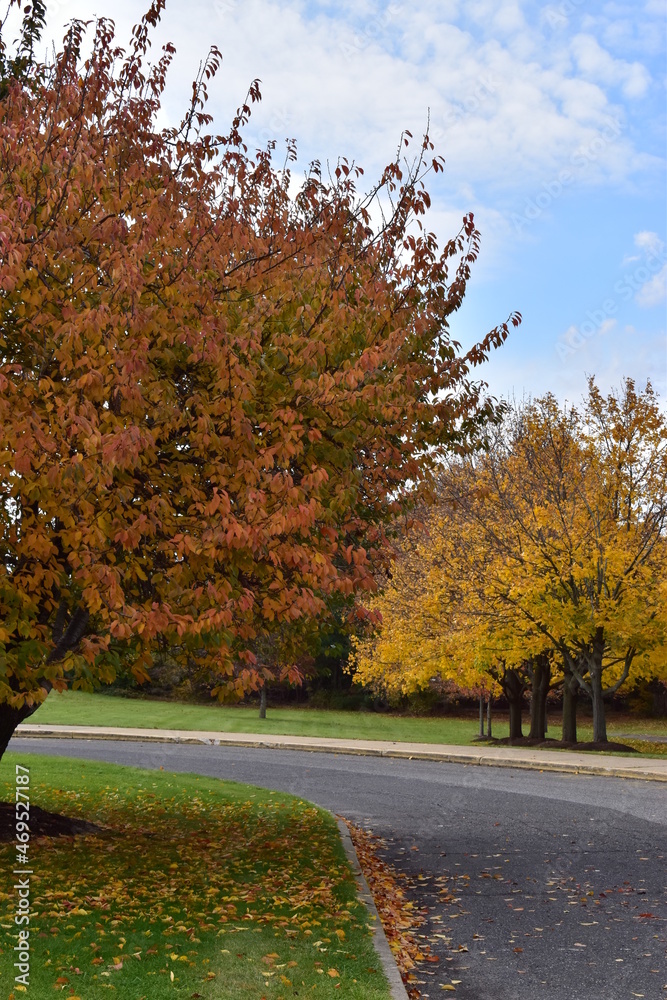Naklejka premium Autumn leaves in the park