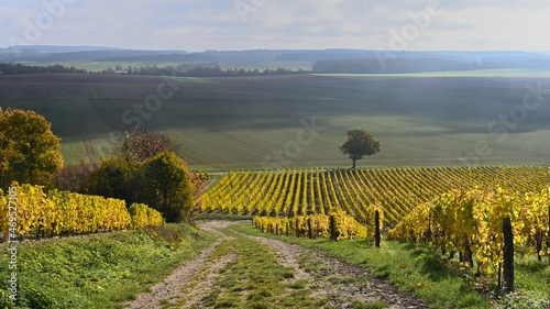 Trail in the middle of vineyards on the slope of a hill photo