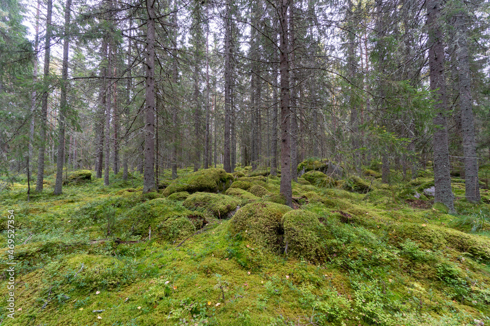 The Silent Swedish Forest. A quiet journey through Sweden's dense forests, capturing the textures and tranquility of untouched nature.