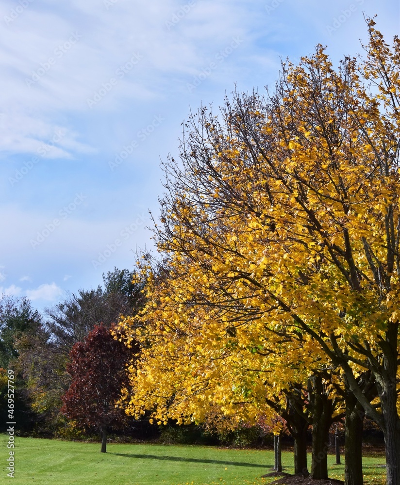 Fototapeta premium Autumn trees in the park