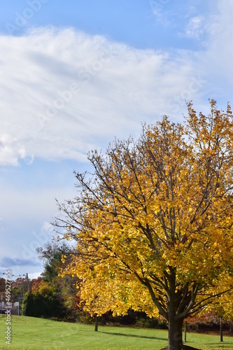 Autumn trees in the park