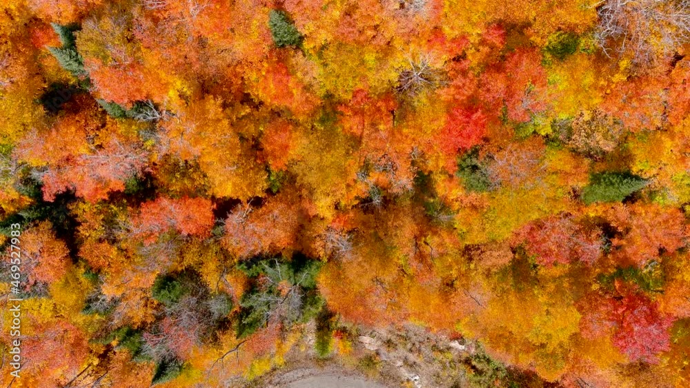 Aerial view of fall season foliage colors.